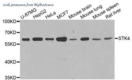 MyBioSource MBS9127929 image 1