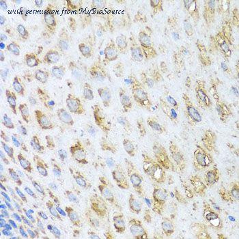 MyBioSource MBS9127929 image 3