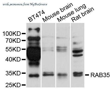 MyBioSource MBS9128178 image 1