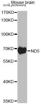 MyBioSource MBS9128307 image 1