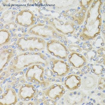 MyBioSource MBS9128307 image 3