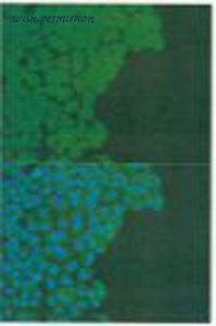 MyBioSource MBS9128479 image 1