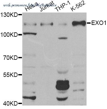 MyBioSource MBS9128501 image 1
