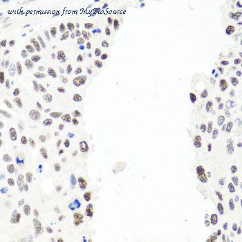 MyBioSource MBS9128501 image 3