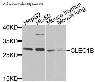 MyBioSource MBS9129243 image 1