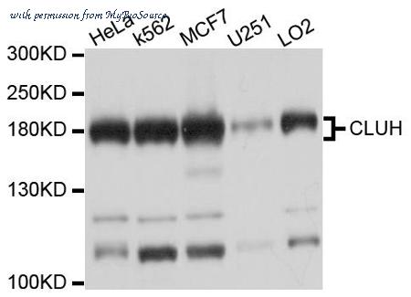 MyBioSource MBS9129388 image 1