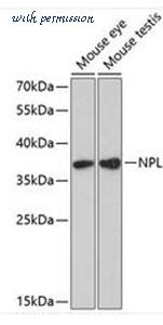 MyBioSource MBS9129404 image 1