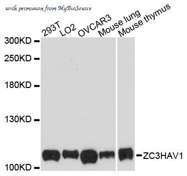 MyBioSource MBS9129507 image 1