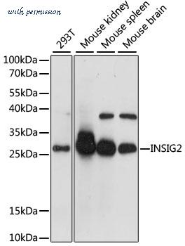 MyBioSource MBS9129599 image 1