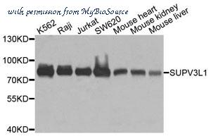 MyBioSource MBS9130033 image 1