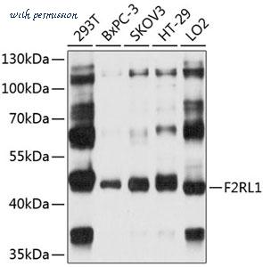 MyBioSource MBS9130041 image 1