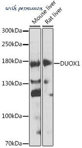 MyBioSource MBS9130502 image 1