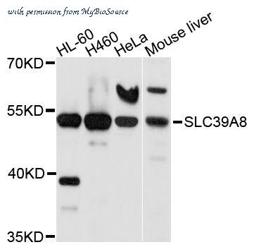 MyBioSource MBS9130903 image 1