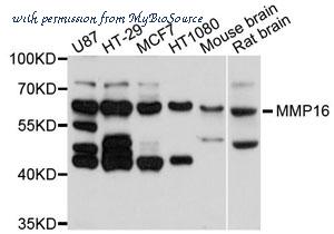 MyBioSource MBS9130916 image 1