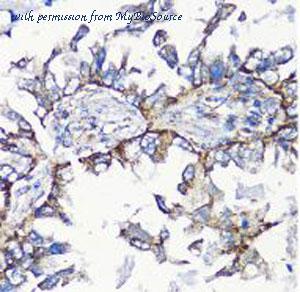 MyBioSource MBS9130916 image 2