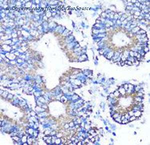 MyBioSource MBS9130916 image 3