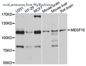 MyBioSource MBS9131006 image 1