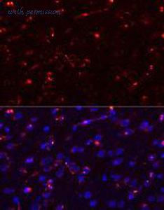 MyBioSource MBS9131006 image 2