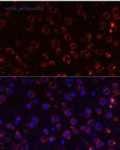 MyBioSource MBS9131006 image 3