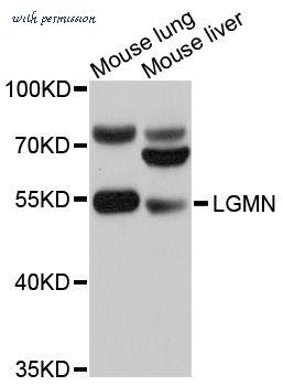 MyBioSource MBS9131059 image 1