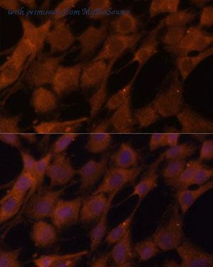 MyBioSource MBS9131059 image 2