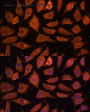 MyBioSource MBS9131059 image 3