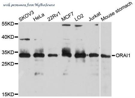 MyBioSource MBS9131250 image 1
