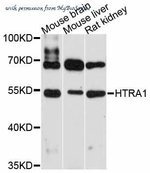 MyBioSource MBS9131684 image 1