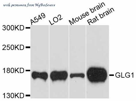 MyBioSource MBS9131944 image 1