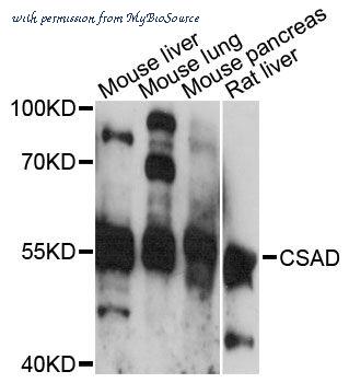 MyBioSource MBS9133861 image 1