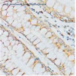 MyBioSource MBS9134695 image 2