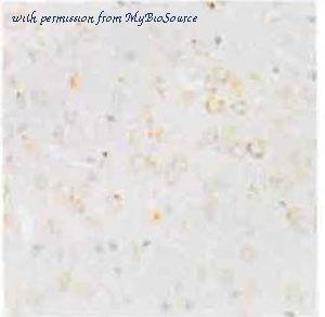 MyBioSource MBS9134695 image 3