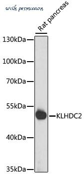MyBioSource MBS9135133 image 1