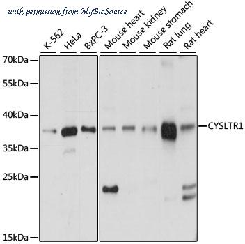 MyBioSource MBS9135582 image 1