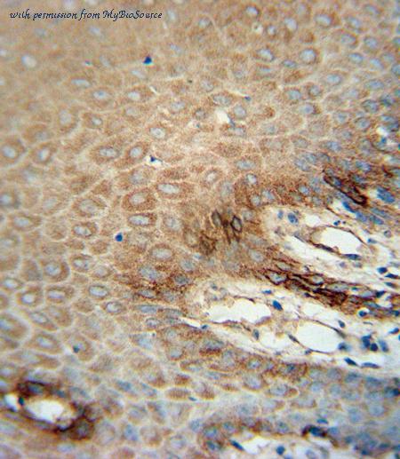 MyBioSource MBS9200194 image 2