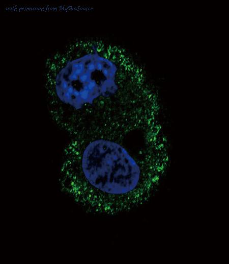 MyBioSource MBS9200194 image 3