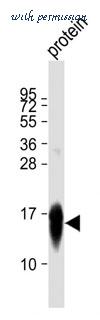 MyBioSource MBS9200215 image 1