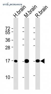 MyBioSource MBS9200215 image 2