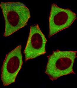 MyBioSource MBS9200247 image 1