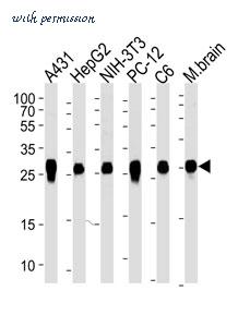 MyBioSource MBS9200247 image 2