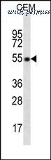 MyBioSource MBS9200524 image 1