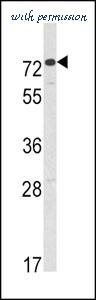 MyBioSource MBS9200710 image 1