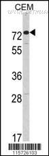 MyBioSource MBS9200710 image 3