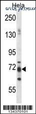 MyBioSource MBS9200719 image 1