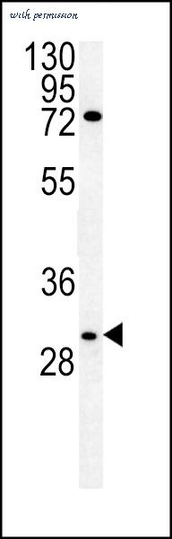 MyBioSource MBS9200967 image 1