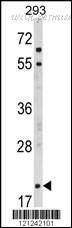 MyBioSource MBS9201074 image 1