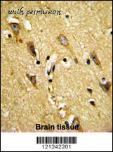 MyBioSource MBS9201074 image 3