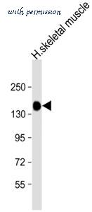 MyBioSource MBS9201231 image 1