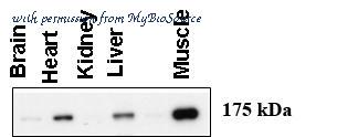 MyBioSource MBS9201231 image 2