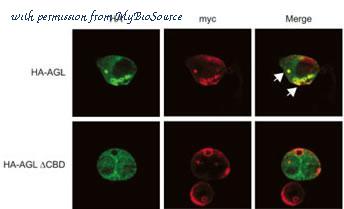 MyBioSource MBS9201231 image 3